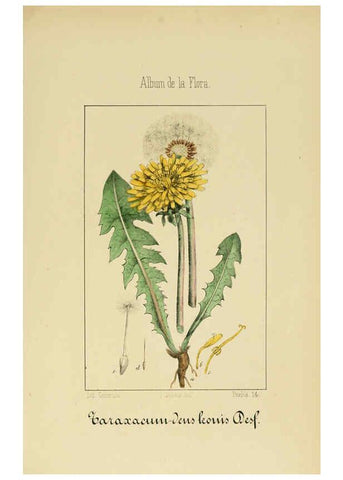 Reproducción/Reproduction 6011794773: Album de la flora médico-farmacéutica é industrial, indígena y exótica Madrid,Impr. de la Galeria literaria,1862-64
