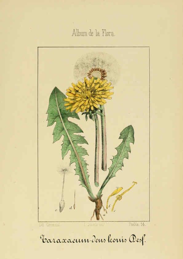 Reproducción/Reproduction 6011794773: Album de la flora médico-farmacéutica é industrial, indígena y exótica Madrid,Impr. de la Galeria literaria,1862-64