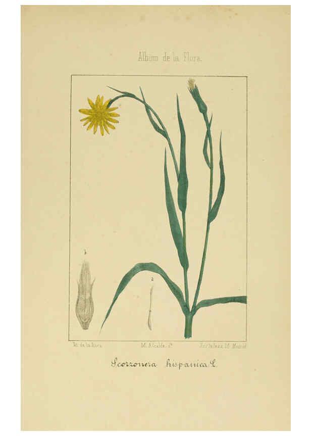 Reproducción/Reproduction 6011795075: Album de la flora médico-farmacéutica é industrial, indígena y exótica Madrid,Impr. de la Galeria literaria,1862-64