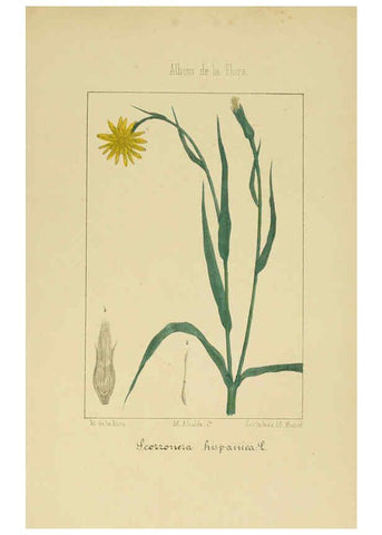 Reproducción/Reproduction 6011795075: Album de la flora médico-farmacéutica é industrial, indígena y exótica Madrid,Impr. de la Galeria literaria,1862-64
