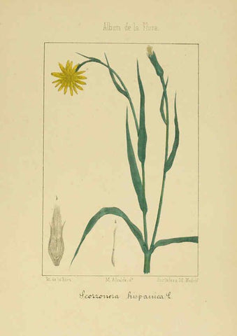 Reproducción/Reproduction 6011795075: Album de la flora médico-farmacéutica é industrial, indígena y exótica Madrid,Impr. de la Galeria literaria,1862-64
