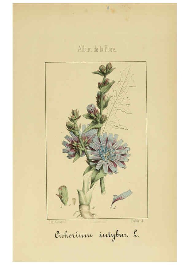 Reproducción/Reproduction 6011795289: Album de la flora médico-farmacéutica é industrial, indígena y exótica Madrid,Impr. de la Galeria literaria,1862-64