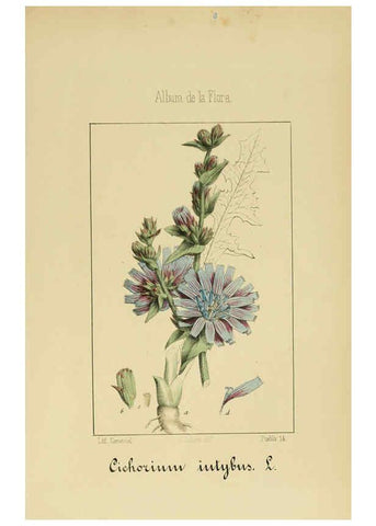 Reproducción/Reproduction 6011795289: Album de la flora médico-farmacéutica é industrial, indígena y exótica Madrid,Impr. de la Galeria literaria,1862-64