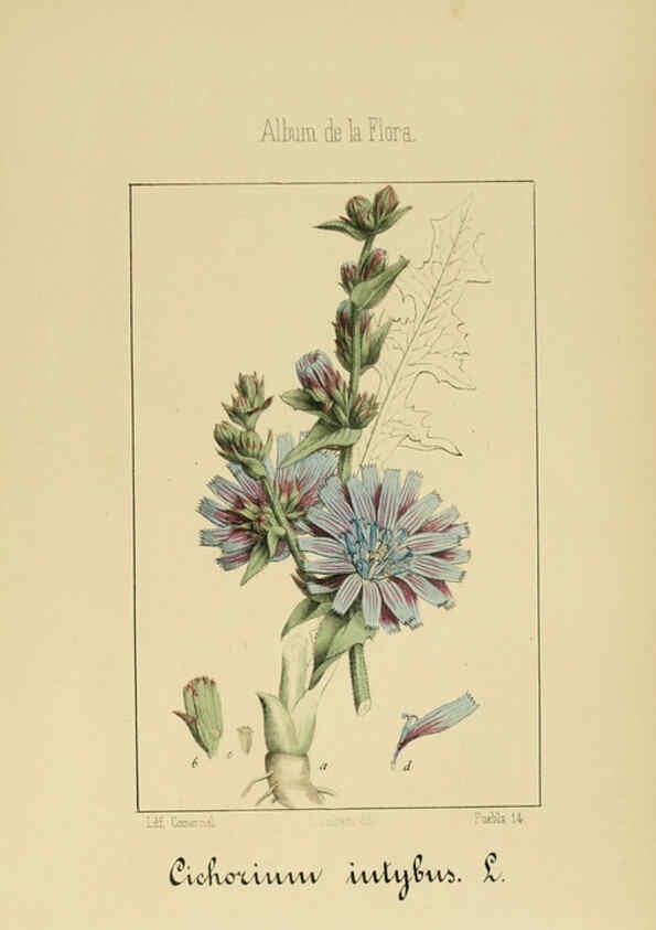 Reproducción/Reproduction 6011795289: Album de la flora médico-farmacéutica é industrial, indígena y exótica Madrid,Impr. de la Galeria literaria,1862-64