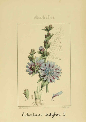 Reproducción/Reproduction 6011795289: Album de la flora médico-farmacéutica é industrial, indígena y exótica Madrid,Impr. de la Galeria literaria,1862-64