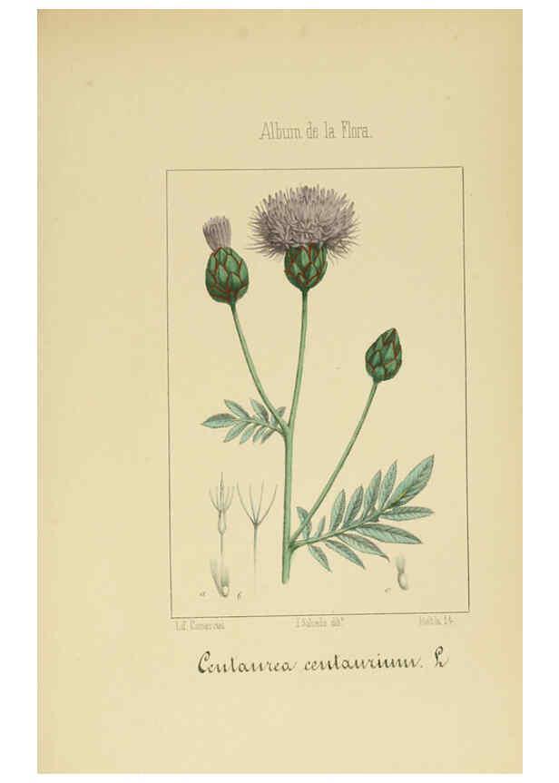 Reproducción/Reproduction 6011790707: Album de la flora médico-farmacéutica é industrial, indígena y exótica Madrid,Impr. de la Galeria literaria,1862-64