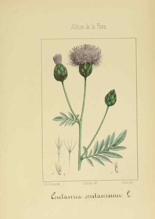 Reproducción/Reproduction 6011790707: Album de la flora médico-farmacéutica é industrial, indígena y exótica Madrid,Impr. de la Galeria literaria,1862-64