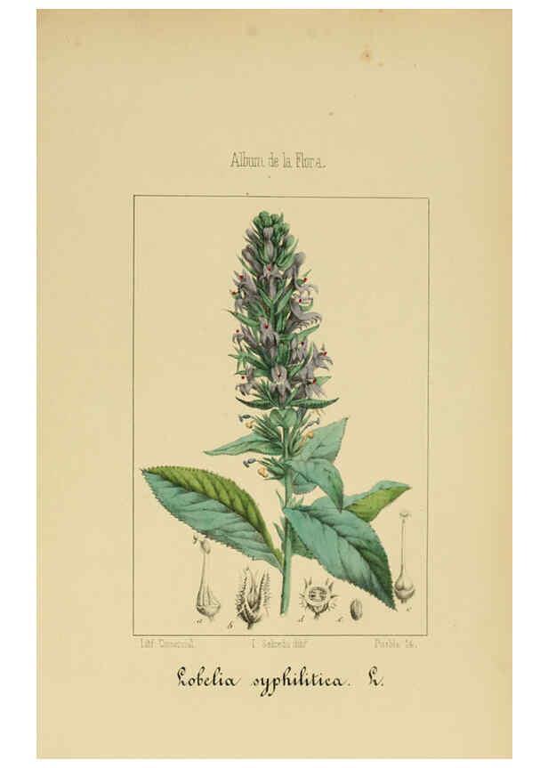 Reproducción/Reproduction 6012342520: Album de la flora médico-farmacéutica é industrial, indígena y exótica Madrid,Impr. de la Galeria literaria,1862-64