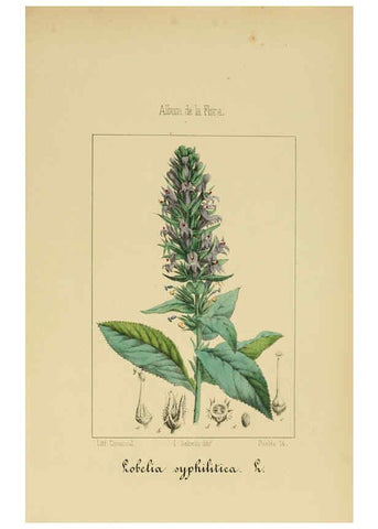Reproducción/Reproduction 6012342520: Album de la flora médico-farmacéutica é industrial, indígena y exótica Madrid,Impr. de la Galeria literaria,1862-64