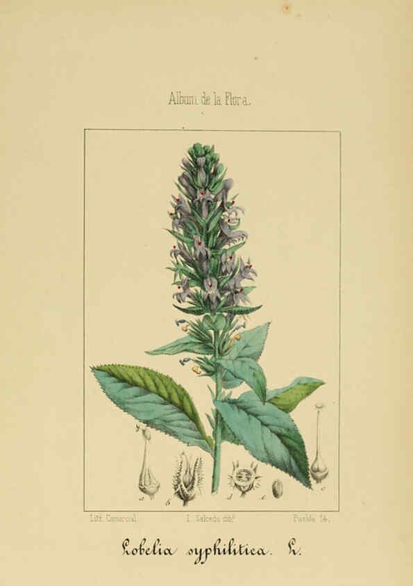 Reproducción/Reproduction 6012342520: Album de la flora médico-farmacéutica é industrial, indígena y exótica Madrid,Impr. de la Galeria literaria,1862-64