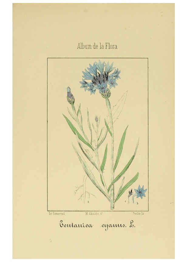 Reproducción/Reproduction 6011790483: Album de la flora médico-farmacéutica é industrial, indígena y exótica Madrid,Impr. de la Galeria literaria,1862-64