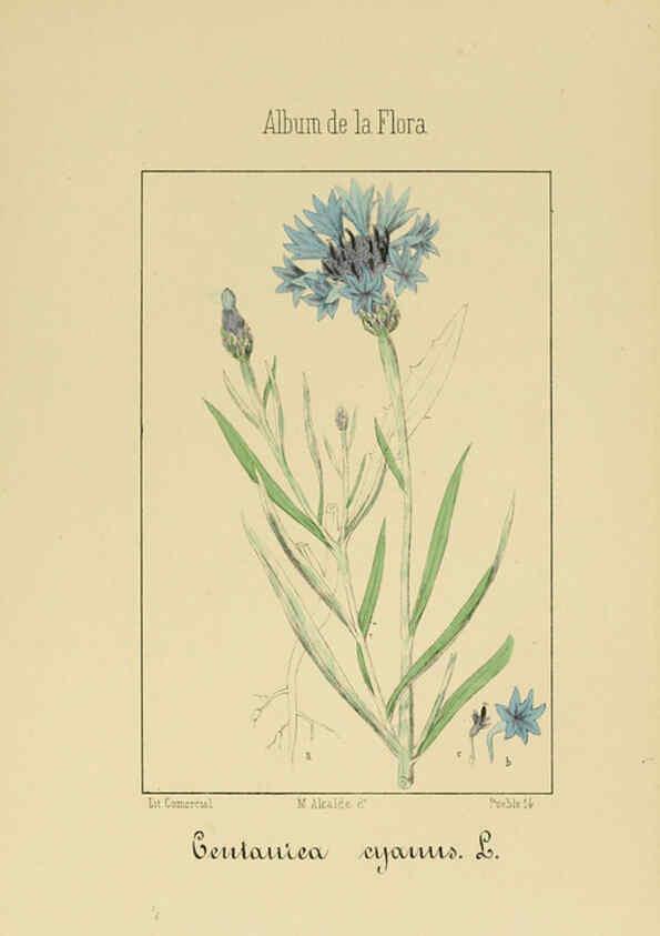 Reproducción/Reproduction 6011790483: Album de la flora médico-farmacéutica é industrial, indígena y exótica Madrid,Impr. de la Galeria literaria,1862-64