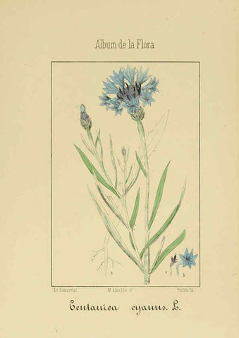 Reproducción/Reproduction 6011790483: Album de la flora médico-farmacéutica é industrial, indígena y exótica Madrid,Impr. de la Galeria literaria,1862-64