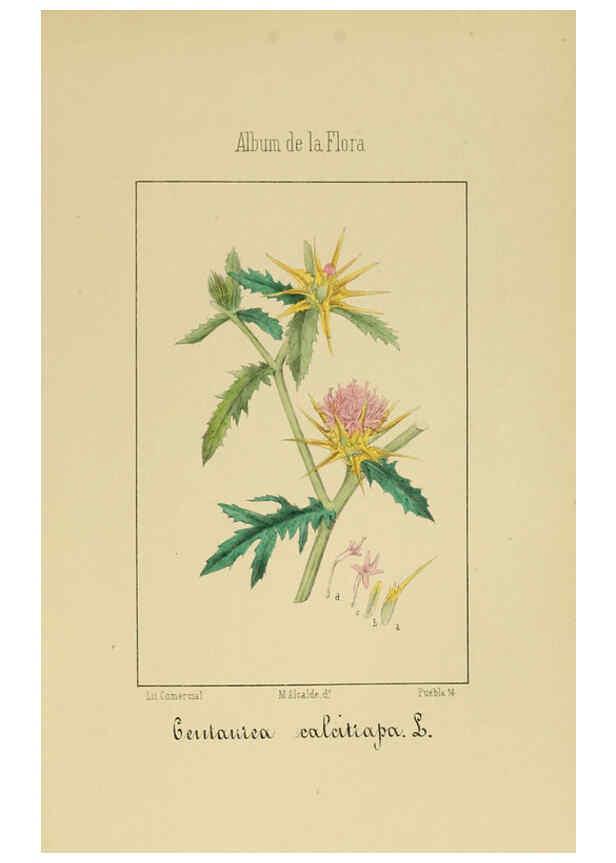 Reproducción/Reproduction 6011789917: Album de la flora médico-farmacéutica é industrial, indígena y exótica Madrid,Impr. de la Galeria literaria,1862-64
