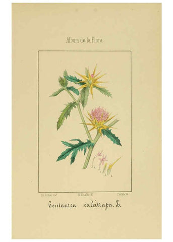Reproducción/Reproduction 6011789917: Album de la flora médico-farmacéutica é industrial, indígena y exótica Madrid,Impr. de la Galeria literaria,1862-64