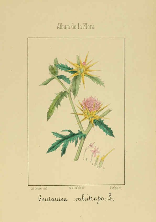 Reproducción/Reproduction 6011789917: Album de la flora médico-farmacéutica é industrial, indígena y exótica Madrid,Impr. de la Galeria literaria,1862-64