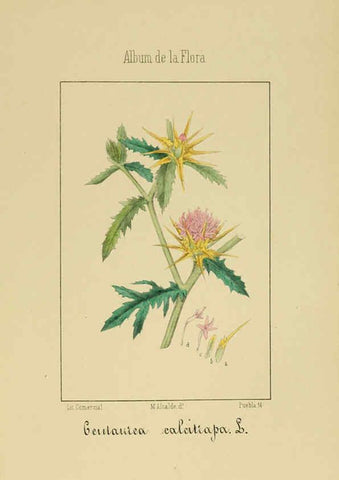 Reproducción/Reproduction 6011789917: Album de la flora médico-farmacéutica é industrial, indígena y exótica Madrid,Impr. de la Galeria literaria,1862-64
