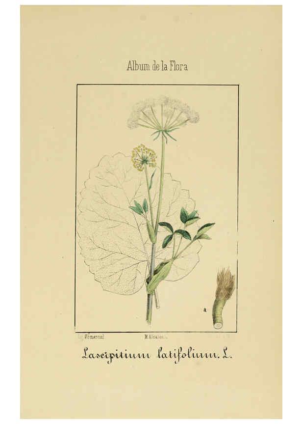 Reproducción/Reproduction 6011784889: Album de la flora médico-farmacéutica é industrial, indígena y exótica Madrid,Impr. de la Galeria literaria,1862-64