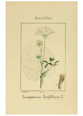 Reproducción/Reproduction 6011784889: Album de la flora médico-farmacéutica é industrial, indígena y exótica Madrid,Impr. de la Galeria literaria,1862-64