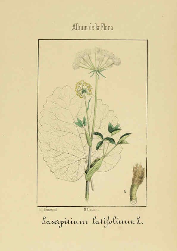 Reproducción/Reproduction 6011784889: Album de la flora médico-farmacéutica é industrial, indígena y exótica Madrid,Impr. de la Galeria literaria,1862-64