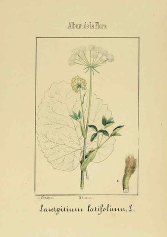 Reproducción/Reproduction 6011784889: Album de la flora médico-farmacéutica é industrial, indígena y exótica Madrid,Impr. de la Galeria literaria,1862-64