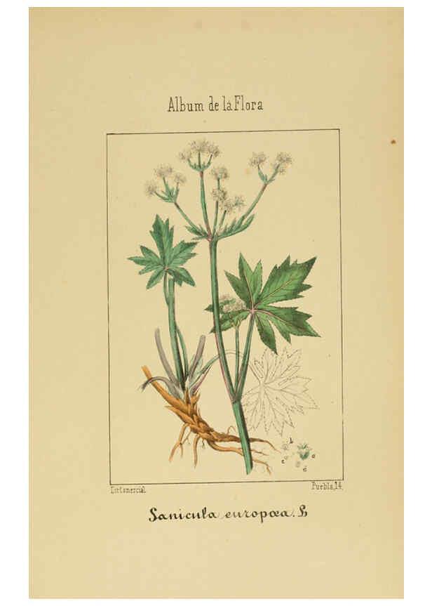 Reproducción/Reproduction 6011785213: Album de la flora médico-farmacéutica é industrial, indígena y exótica Madrid,Impr. de la Galeria literaria,1862-64