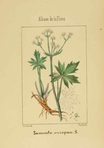 Reproducción/Reproduction 6011785213: Album de la flora médico-farmacéutica é industrial, indígena y exótica Madrid,Impr. de la Galeria literaria,1862-64