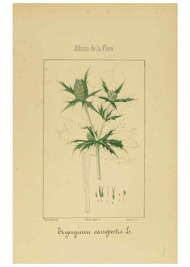 Reproducción/Reproduction 6011785425: Album de la flora médico-farmacéutica é industrial, indígena y exótica Madrid,Impr. de la Galeria literaria,1862-64