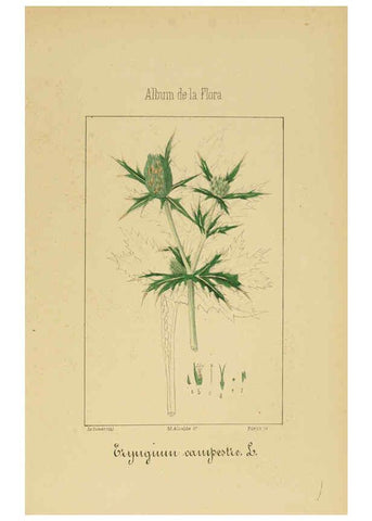 Reproducción/Reproduction 6011785425: Album de la flora médico-farmacéutica é industrial, indígena y exótica Madrid,Impr. de la Galeria literaria,1862-64