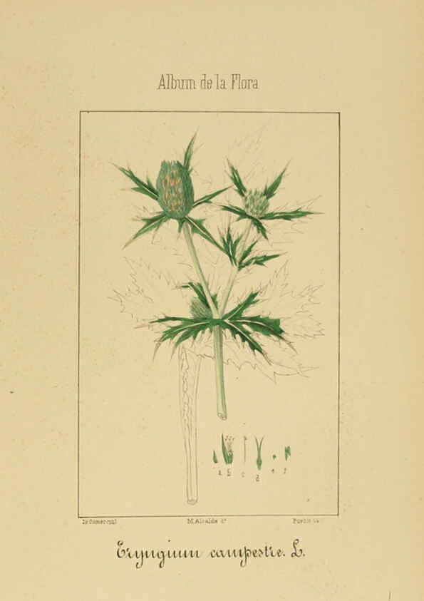 Reproducción/Reproduction 6011785425: Album de la flora médico-farmacéutica é industrial, indígena y exótica Madrid,Impr. de la Galeria literaria,1862-64