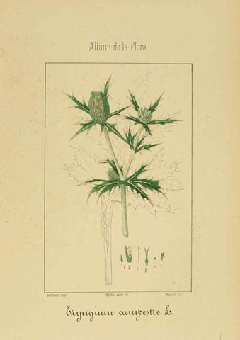 Reproducción/Reproduction 6011785425: Album de la flora médico-farmacéutica é industrial, indígena y exótica Madrid,Impr. de la Galeria literaria,1862-64