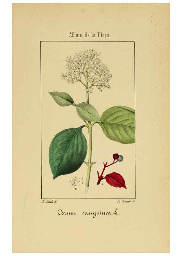 Reproducción/Reproduction 6012333256: Album de la flora médico-farmacéutica é industrial, indígena y exótica Madrid,Impr. de la Galeria literaria,1862-64