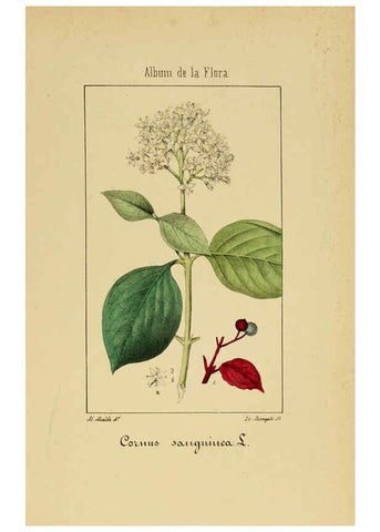 Reproducción/Reproduction 6012333256: Album de la flora médico-farmacéutica é industrial, indígena y exótica Madrid,Impr. de la Galeria literaria,1862-64