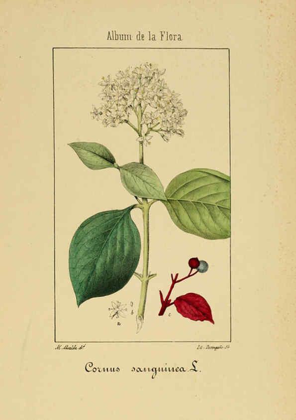 Reproducción/Reproduction 6012333256: Album de la flora médico-farmacéutica é industrial, indígena y exótica Madrid,Impr. de la Galeria literaria,1862-64