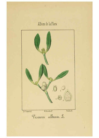 Reproducción/Reproduction 6011785933: Album de la flora médico-farmacéutica é industrial, indígena y exótica Madrid,Impr. de la Galeria literaria,1862-64