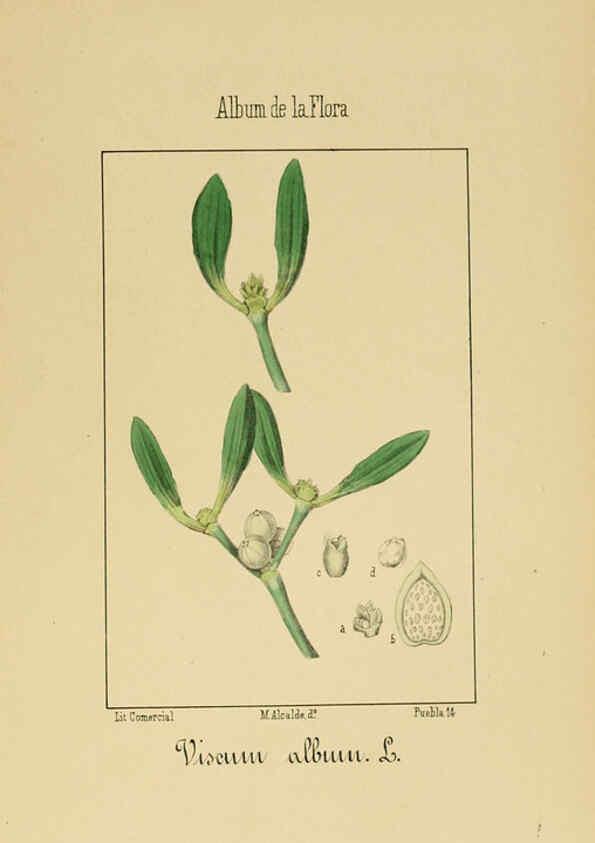 Reproducción/Reproduction 6011785933: Album de la flora médico-farmacéutica é industrial, indígena y exótica Madrid,Impr. de la Galeria literaria,1862-64