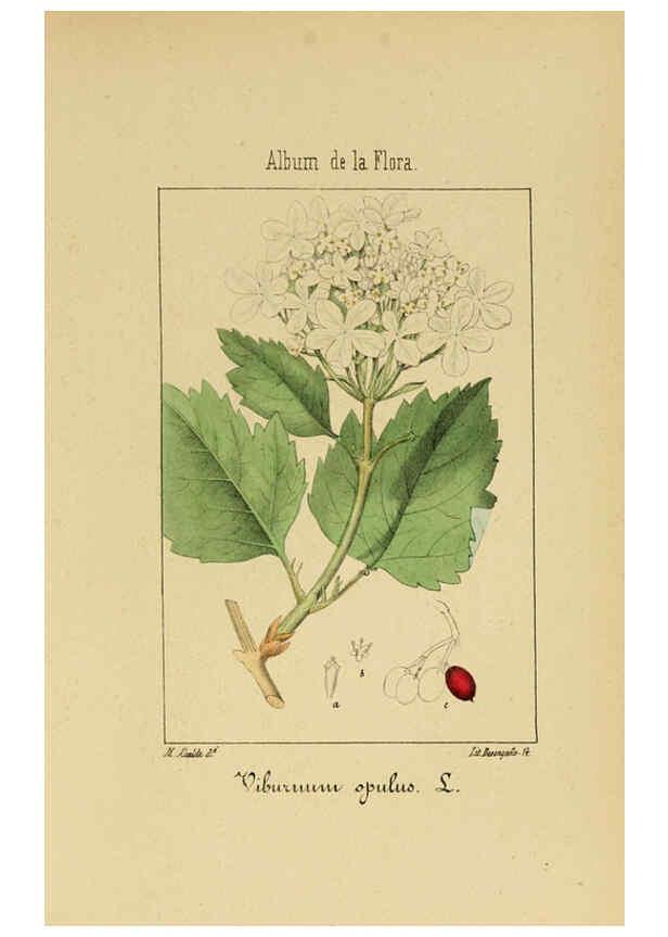 Reproducción/Reproduction 6011786135: Album de la flora médico-farmacéutica é industrial, indígena y exótica Madrid,Impr. de la Galeria literaria,1862-64