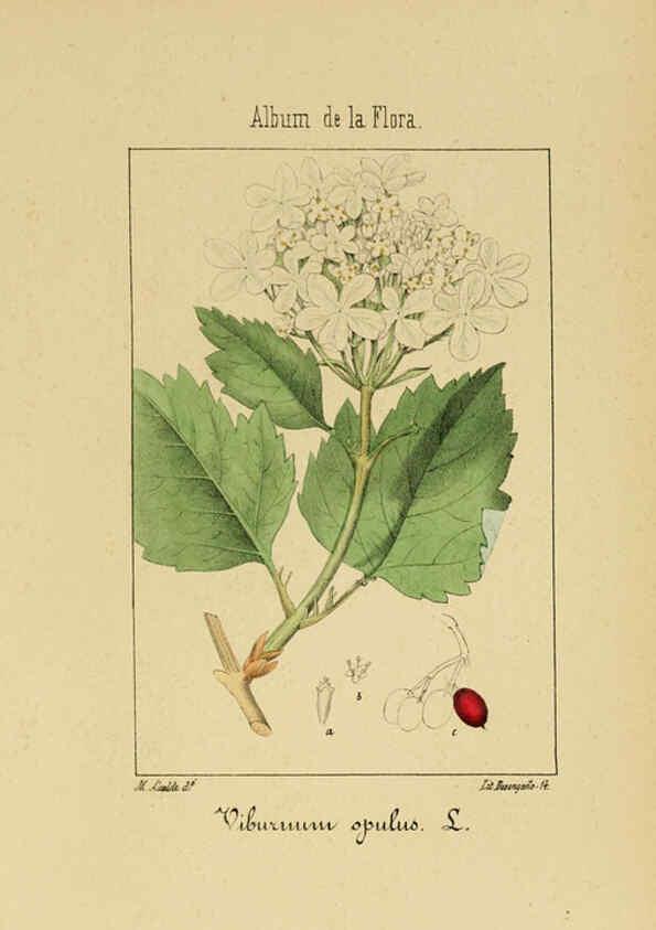 Reproducción/Reproduction 6011786135: Album de la flora médico-farmacéutica é industrial, indígena y exótica Madrid,Impr. de la Galeria literaria,1862-64