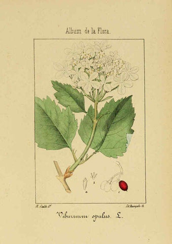 Reproducción/Reproduction 6011786135: Album de la flora médico-farmacéutica é industrial, indígena y exótica Madrid,Impr. de la Galeria literaria,1862-64