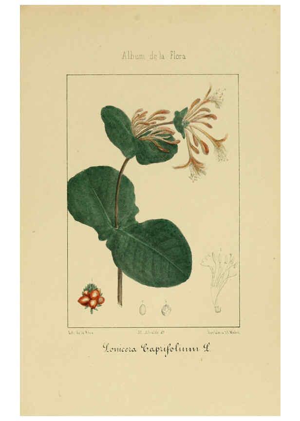Reproducción/Reproduction 6011786359: Album de la flora médico-farmacéutica é industrial, indígena y exótica Madrid,Impr. de la Galeria literaria,1862-64