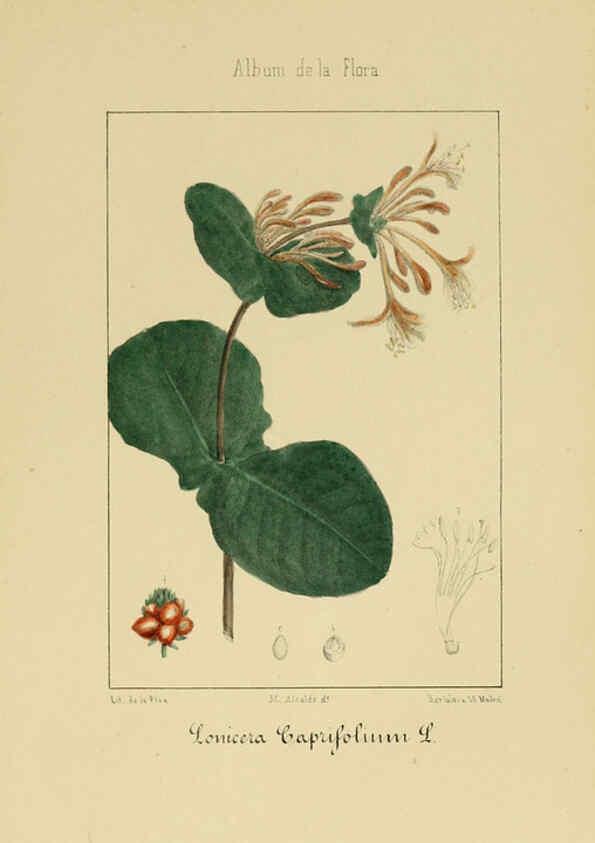 Reproducción/Reproduction 6011786359: Album de la flora médico-farmacéutica é industrial, indígena y exótica Madrid,Impr. de la Galeria literaria,1862-64