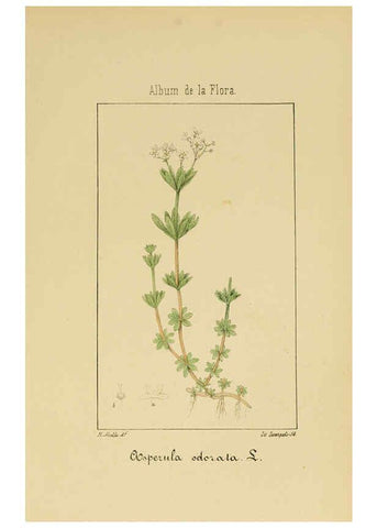 Reproducción/Reproduction 6012334378: Album de la flora médico-farmacéutica é industrial, indígena y exótica Madrid,Impr. de la Galeria literaria,1862-64