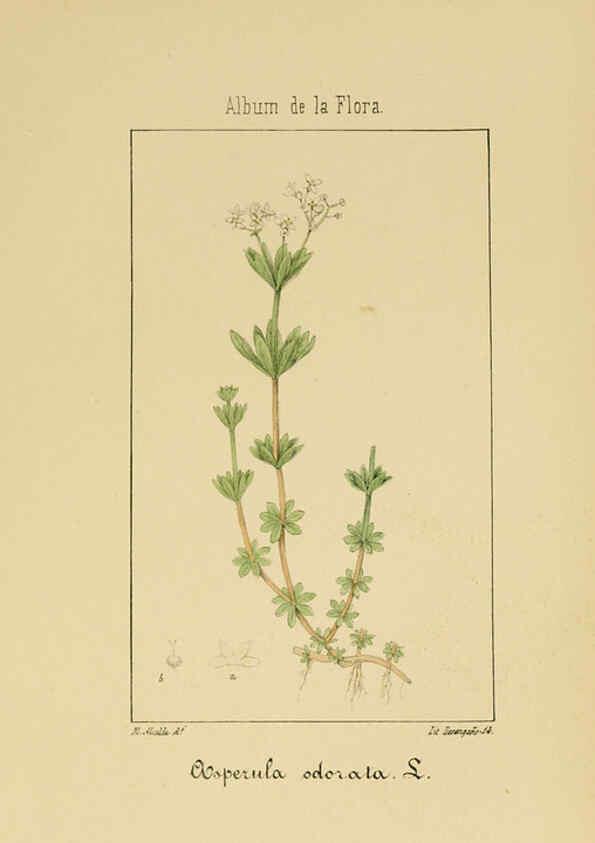 Reproducción/Reproduction 6012334378: Album de la flora médico-farmacéutica é industrial, indígena y exótica Madrid,Impr. de la Galeria literaria,1862-64