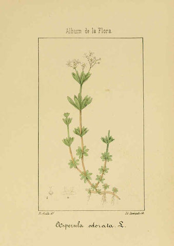 Reproducción/Reproduction 6012334378: Album de la flora médico-farmacéutica é industrial, indígena y exótica Madrid,Impr. de la Galeria literaria,1862-64