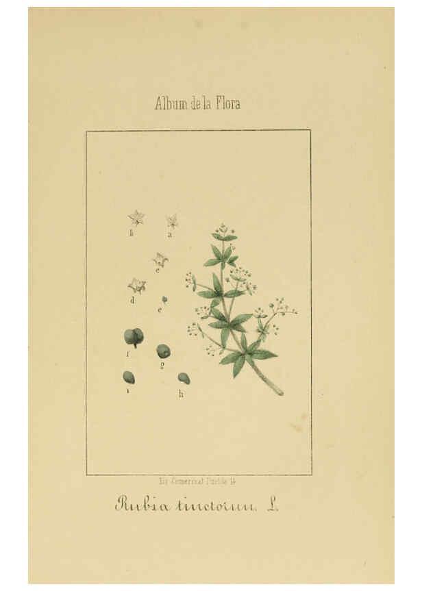 Reproducción/Reproduction 6012334690: Album de la flora médico-farmacéutica é industrial, indígena y exótica Madrid,Impr. de la Galeria literaria,1862-64