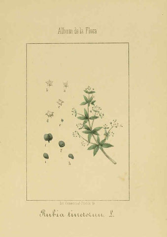 Reproducción/Reproduction 6012334690: Album de la flora médico-farmacéutica é industrial, indígena y exótica Madrid,Impr. de la Galeria literaria,1862-64