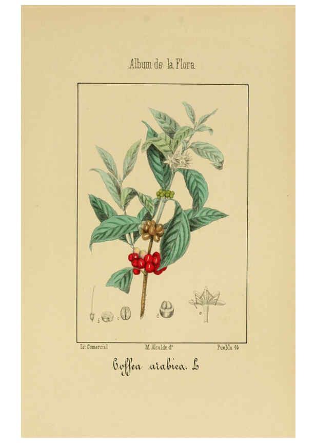 Reproducción/Reproduction 6011787567: Album de la flora médico-farmacéutica é industrial, indígena y exótica Madrid,Impr. de la Galeria literaria,1862-64