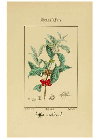 Reproducción/Reproduction 6011787567: Album de la flora médico-farmacéutica é industrial, indígena y exótica Madrid,Impr. de la Galeria literaria,1862-64