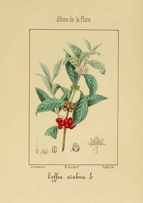 Reproducción/Reproduction 6011787567: Album de la flora médico-farmacéutica é industrial, indígena y exótica Madrid,Impr. de la Galeria literaria,1862-64