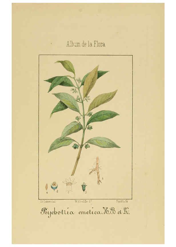 Reproducción/Reproduction 6011787903: Album de la flora médico-farmacéutica é industrial, indígena y exótica Madrid,Impr. de la Galeria literaria,1862-64